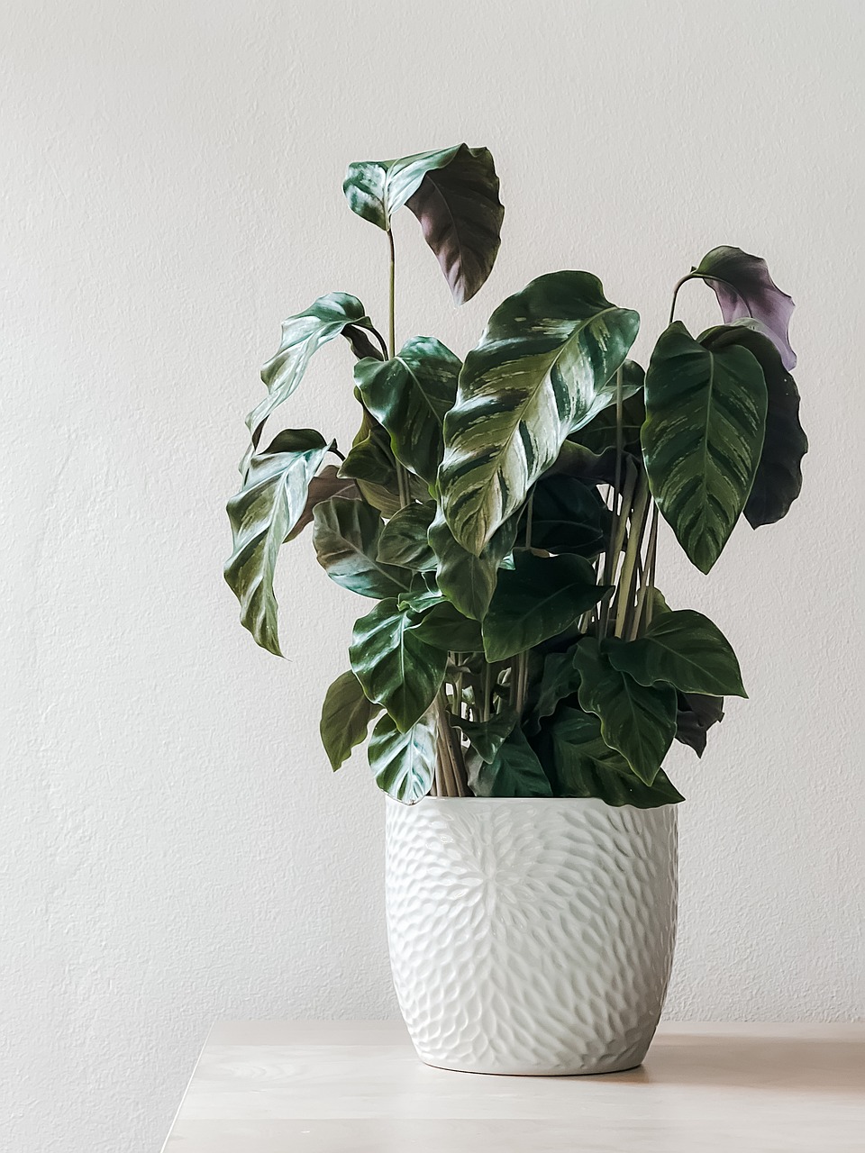 Indoor Plant